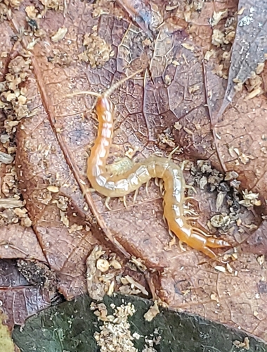 Photo of Big-leg Centipede (Theatops posticus)
