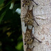 Proboscis Bat - Photo (c) Hennie Cuper, some rights reserved (CC BY-NC)