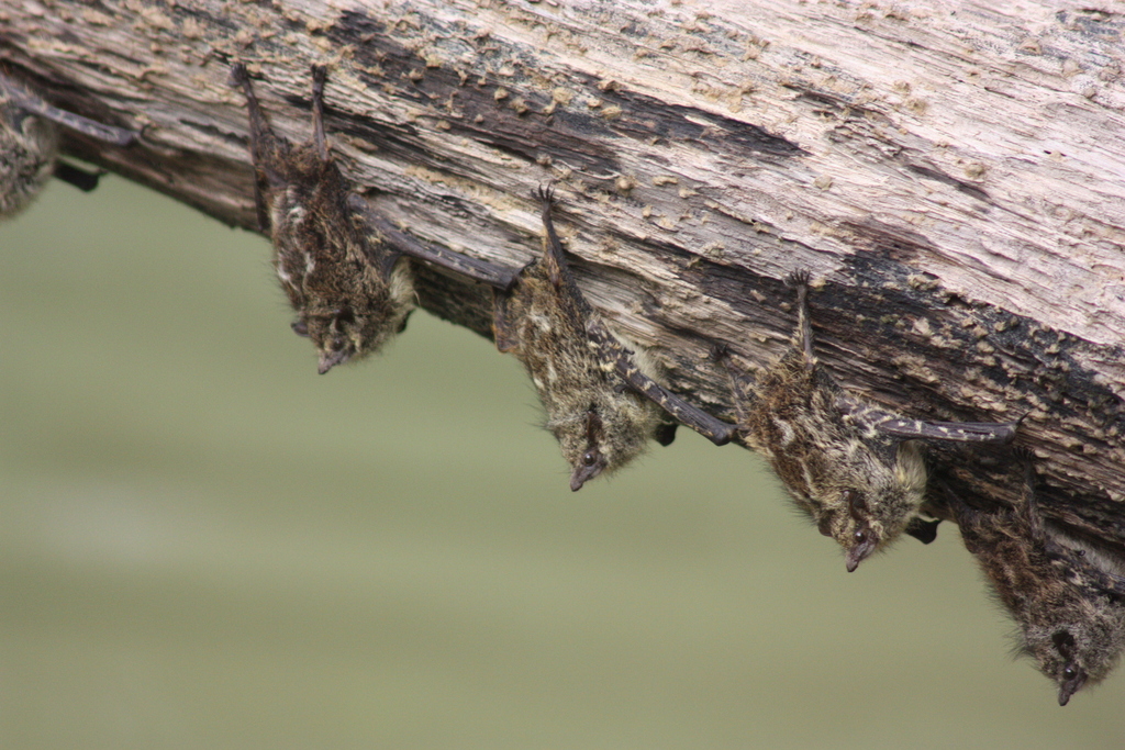 Proboscis Bat