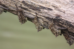 Proboscis Bat photo 3
