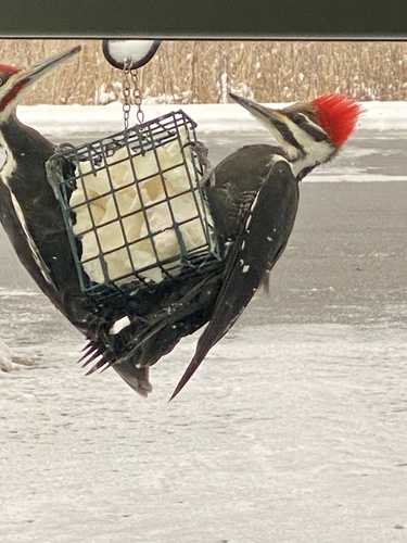Pileated Woodpecker photographed in New York