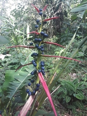 Heliconia aemygdiana