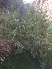 Otholobium pubescens