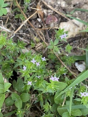 Sherardia arvensis