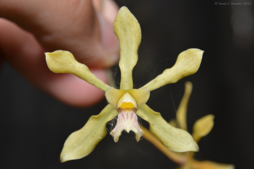 Encyclia argentinensis