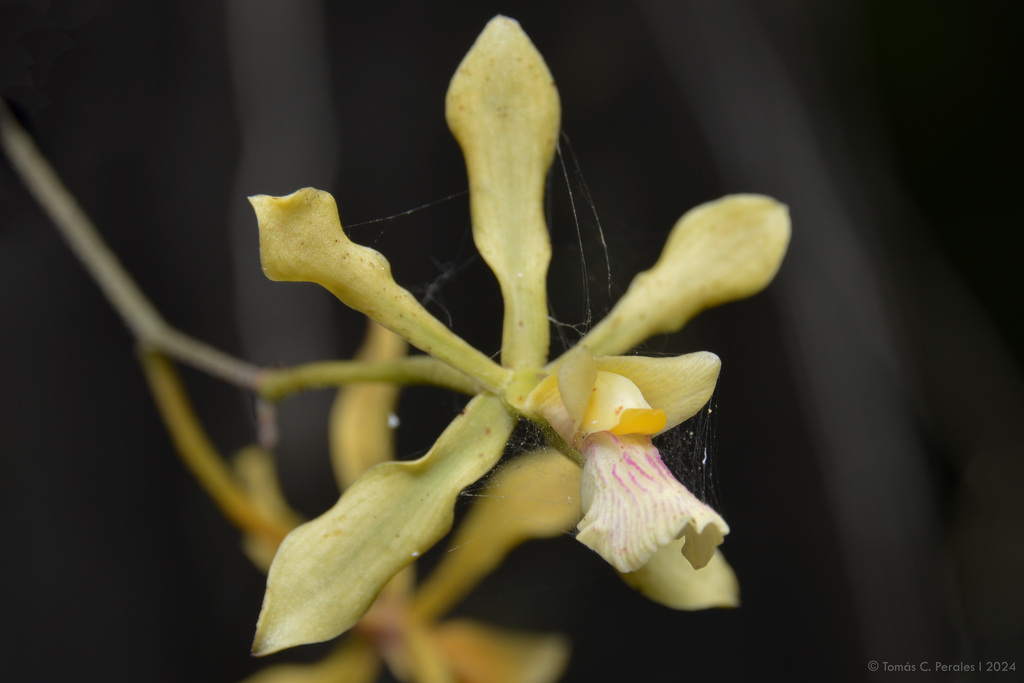Encyclia argentinensis