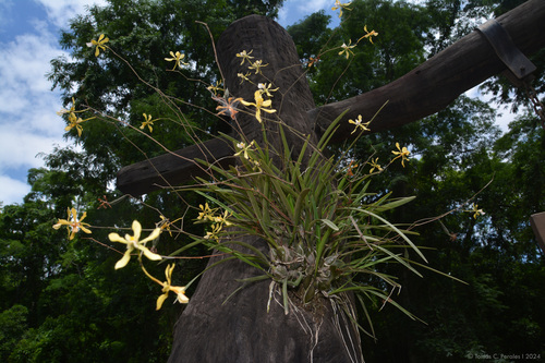 Encyclia argentinensis, photograph 2