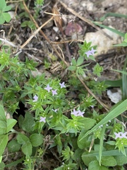 Sherardia arvensis