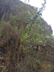 Dunalia brachyacantha