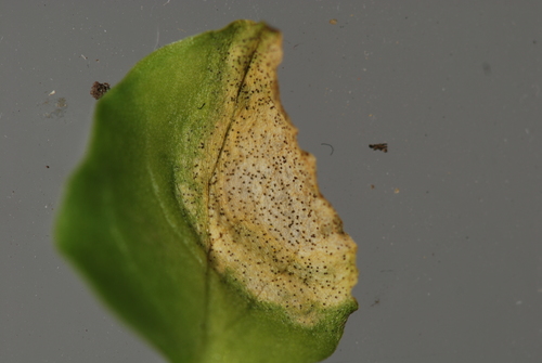 Septoria stellariae