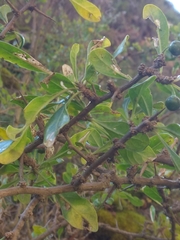 Dunalia brachyacantha