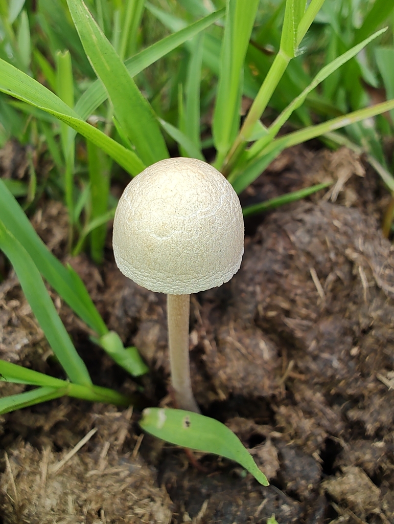 Panaeolus antillarum · March 2024 · photo: © biomartita (iNaturalist, cc-by)