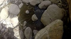 Platyceps rhodorachis