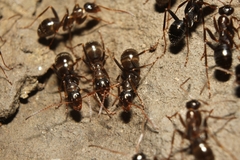Formica pallidefulva