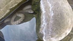 Platyceps rhodorachis