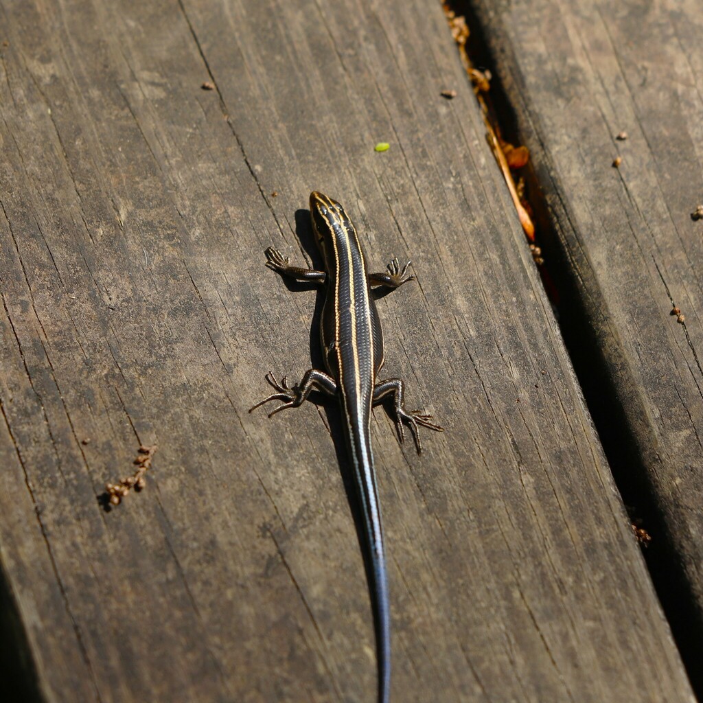 Toothy Skinks from Tangipahoa Parish, LA, USA on March 23, 2024 at 11: ...