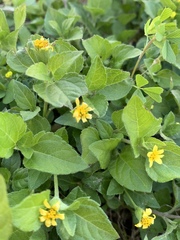 Calyptocarpus vialis