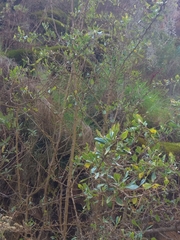 Dunalia brachyacantha