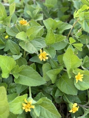 Calyptocarpus vialis