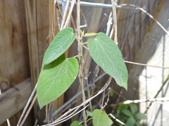Dalechampia dioscoreifolia