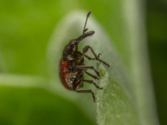 Tatianaerhynchites aequatus