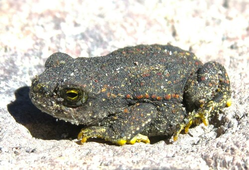 Warty Toad, Rhinella spinulosa
