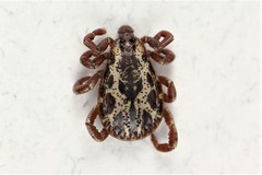 Dermacentor andersoni