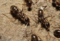 Formica pallidefulva