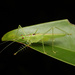 Neophisis iriomotensis - Photo (c) orthoptera-jp, alguns direitos reservados (CC BY-NC), uploaded by orthoptera-jp