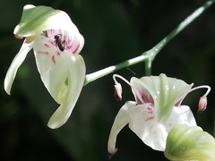 Justicia campylostemon