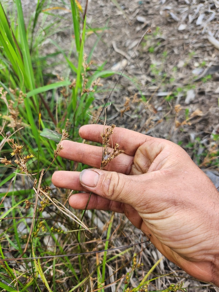 Slender Path Rush from Conning TowersNautilus Park, Groton, CT 06340