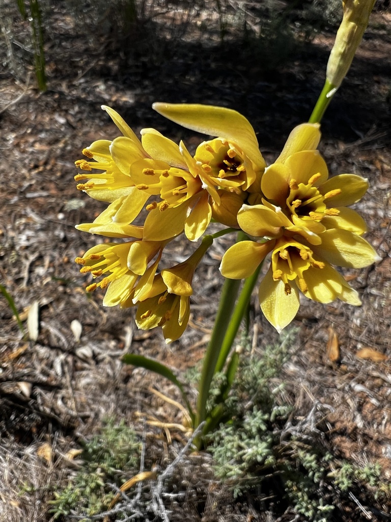 Garland lily from Hattah - Kulkyne National Park, Hattah, VIC, AU on ...