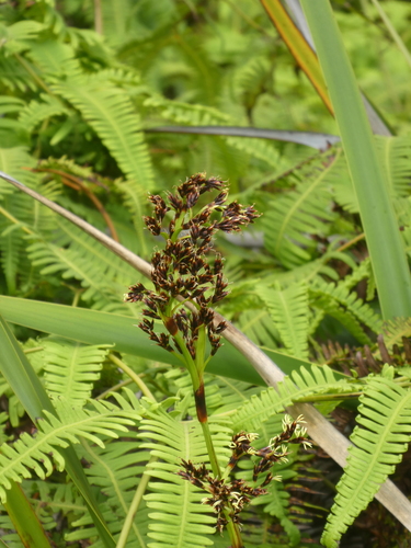 Machaerina angustifolia observed 2024-03-17