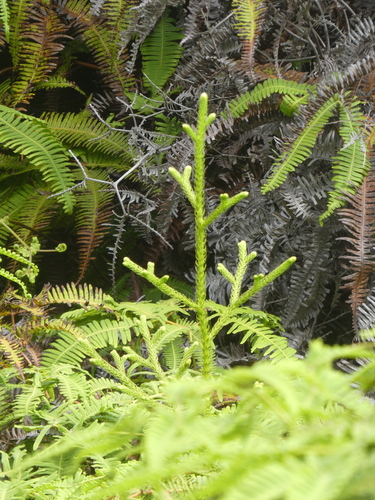 Palhinhaea cernua observed 2024-03-17