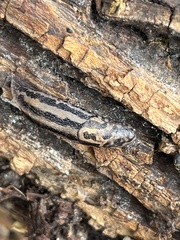 Image of Limax maximus