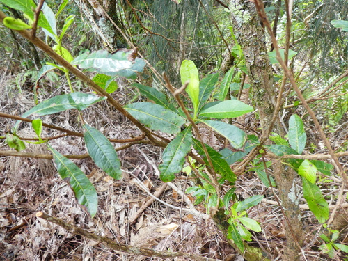 Dodonaea viscosa observed 2024-03-17