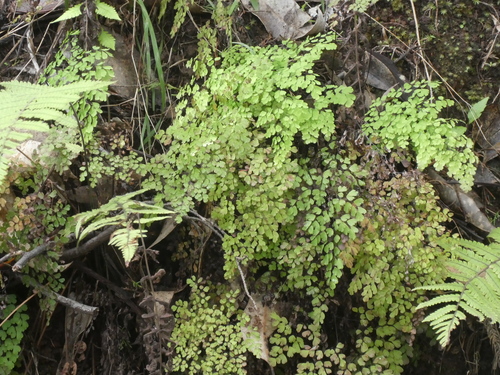 Adiantum raddianum observed 2024-03-17