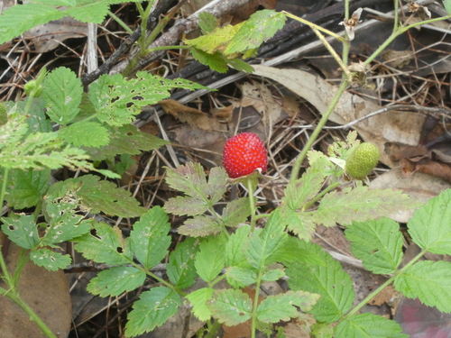 Rubus rosifolius observed 2024-03-17
