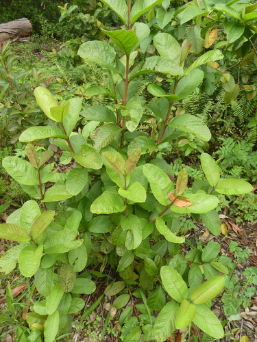 Psidium guajava observed 2024-03-17