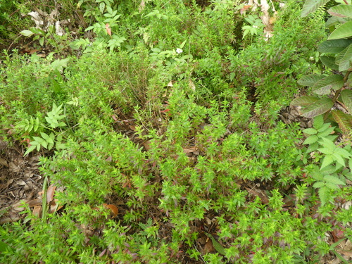Lythrum maritimum observed 2024-03-17