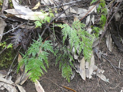 Odontosoria chinensis observed 2024-03-17