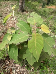 Croton magdalenensis
