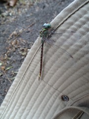 Triacanthagyna caribbea