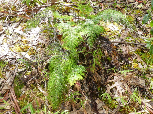Odontosoria chinensis observed 2024-03-17