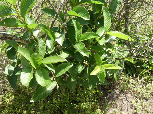Psidium guajava observed 2024-03-17