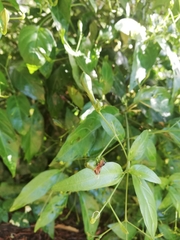 Justicia campylostemon