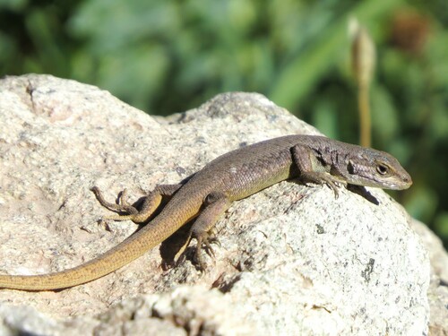 Fitzgerald's Tree Iguana, Liolaemus fitzgeraldi