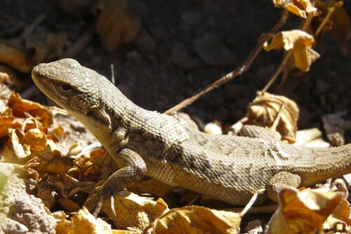 Fitzgerald's Tree Iguana
