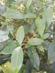 Justicia campylostemon