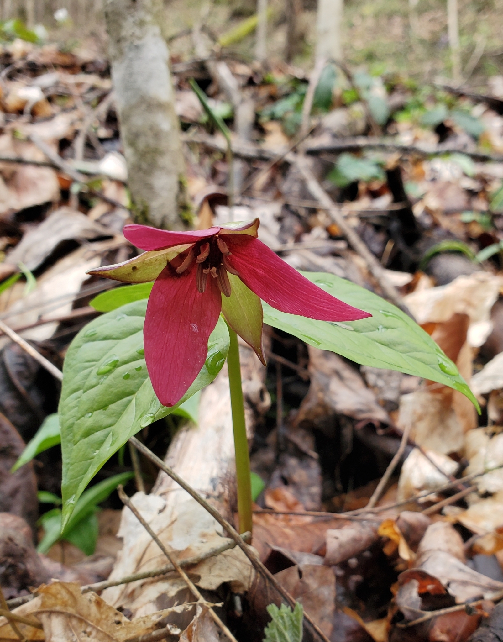 Imagem de Trillium vermelho